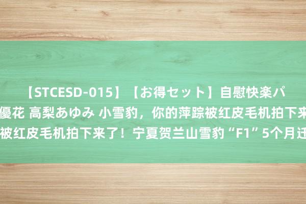 【STCESD-015】【お得セット】自慰快楽パラノイド 大場ゆい 本庄優花 高梨あゆみ 小雪豹，你的萍踪被红皮毛机拍下来了！宁夏贺兰山雪豹“F1”5个月迁徙368公里